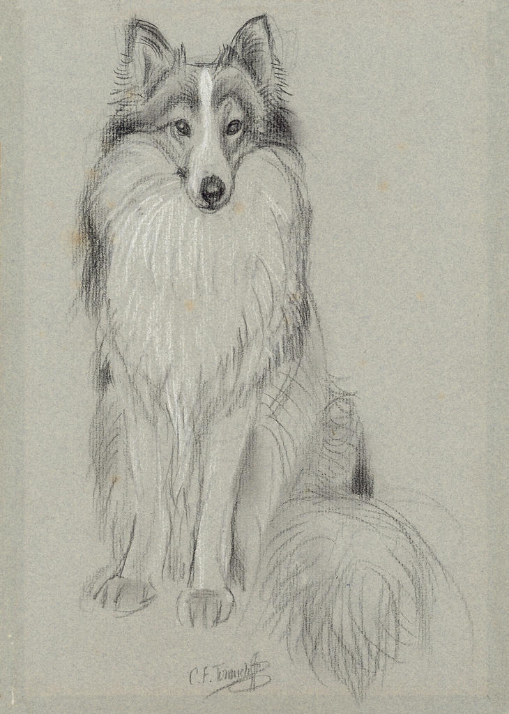 Rough Collie