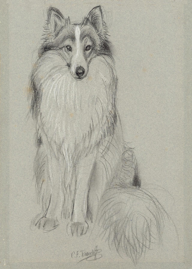 Drawing of Andy a Border Collie