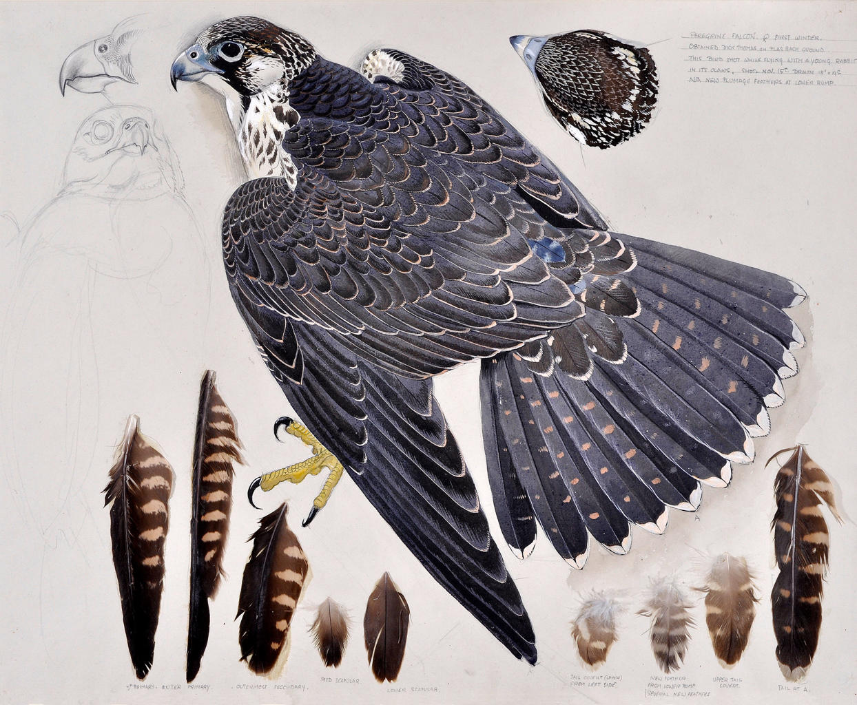 Peregrine Falcon