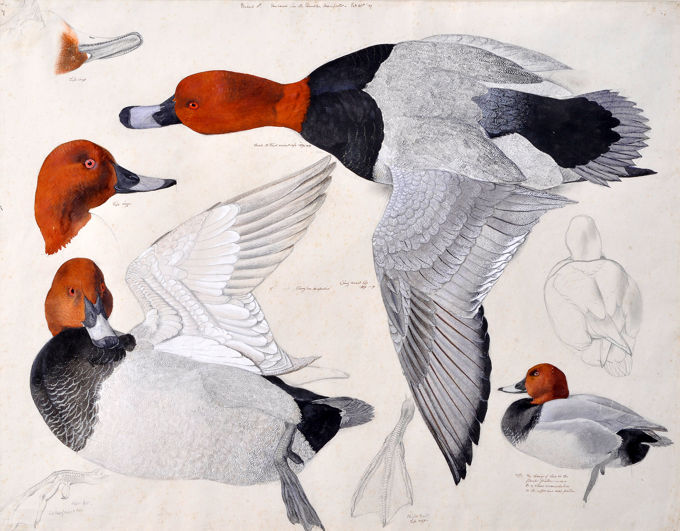 Pochard drawing by Chrles Tunnicliffe