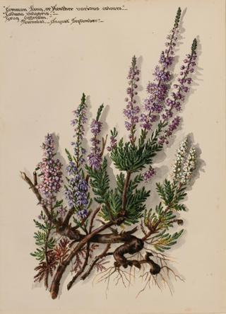 An illustration of Heather